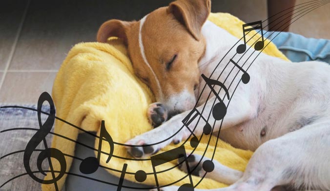 Music for dogs