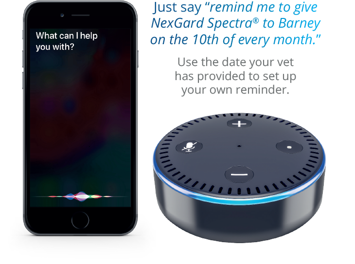 Just say “remind me to give NexGard Spectra® to Barney on the 10th of every month.” Use the date your vet  has provided to set up  your own reminder.