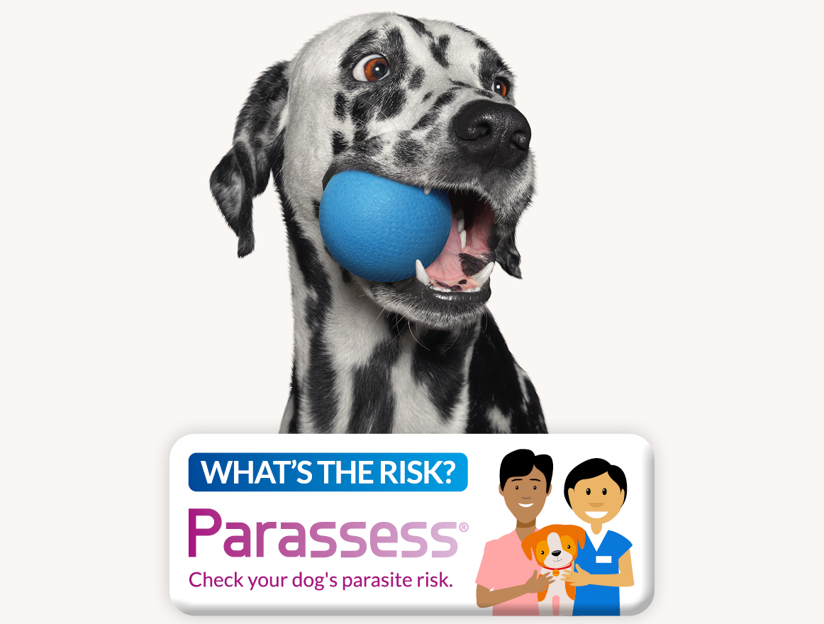 Parassess