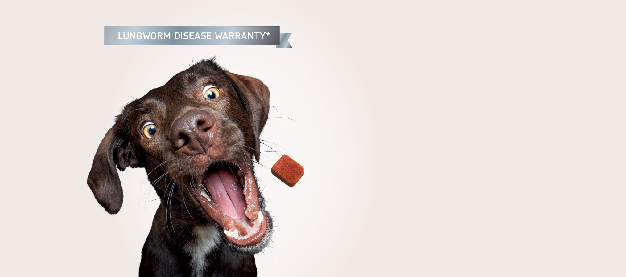 A dog excited to eat the NexGard Spectra chew